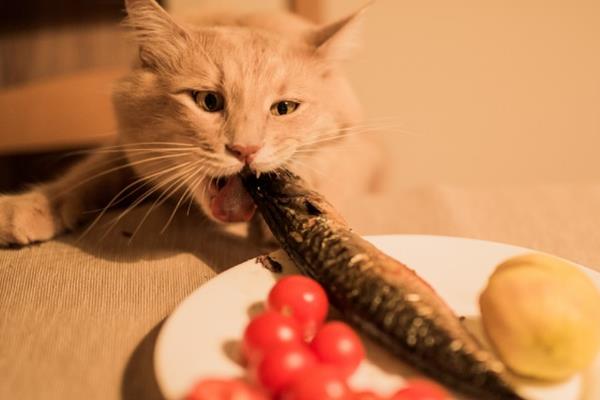 怎样给胖猫减肥，可减少摄入量、选用减肥猫粮等