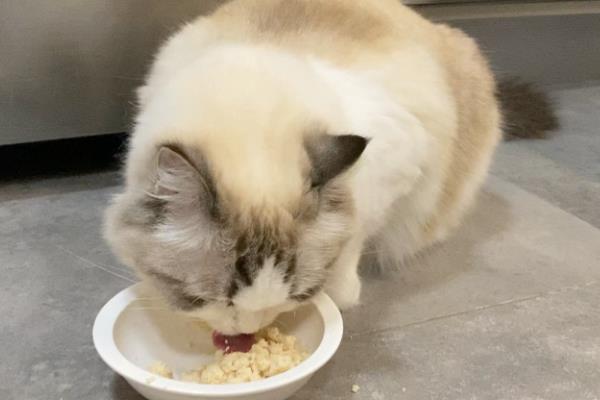 怎样给胖猫减肥，可减少摄入量、选用减肥猫粮等