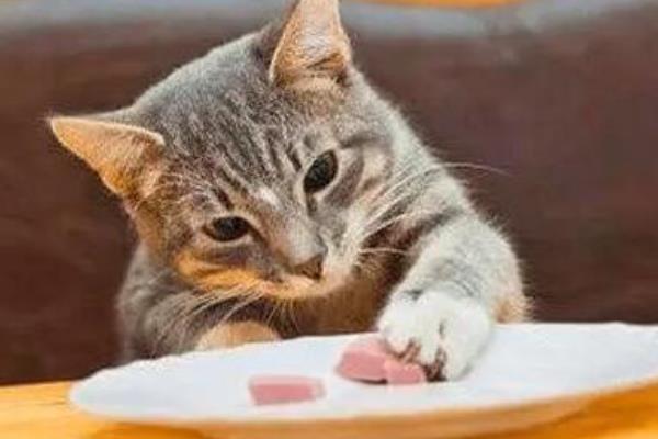 怎样给胖猫减肥，可减少摄入量、选用减肥猫粮等