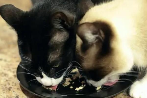 怎样给胖猫减肥，可减少摄入量、选用减肥猫粮等