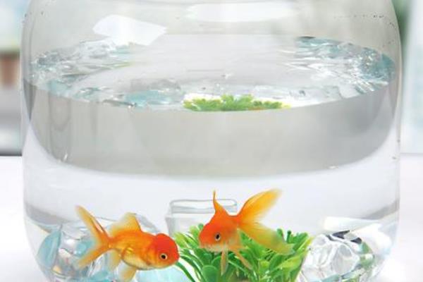 鱼缸金鱼怎么养，需要提供一个充足空间