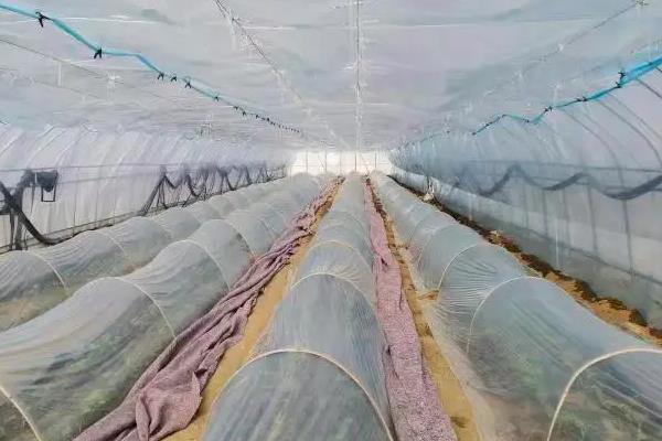 棚室更茬换季要注意什么，为图省事将残株杂草翻入地中容易引发病虫害