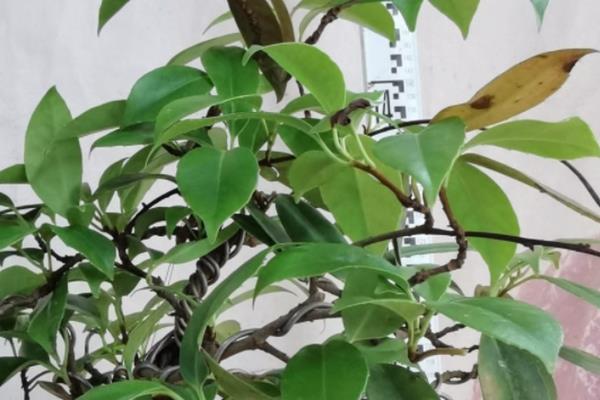 五味子盆景的养殖方法，生长适温20-25℃