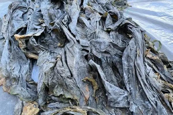 海带属于海鲜吗，属于海产品但不属于海鲜