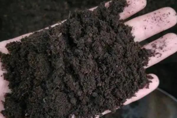紫罗兰盆栽如何养爆盆，日常养护一个星期浇水一次