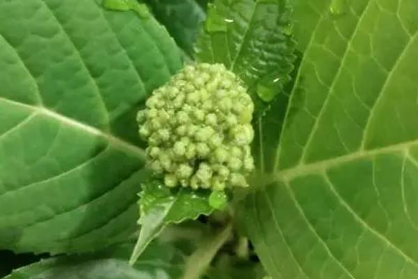 无尽夏在几月份长花苞，通常在每年4月份开始长花苞