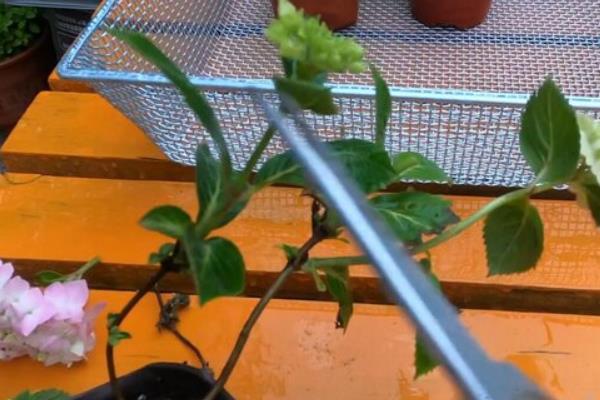 无尽夏在几月份长花苞，通常在每年4月份开始长花苞