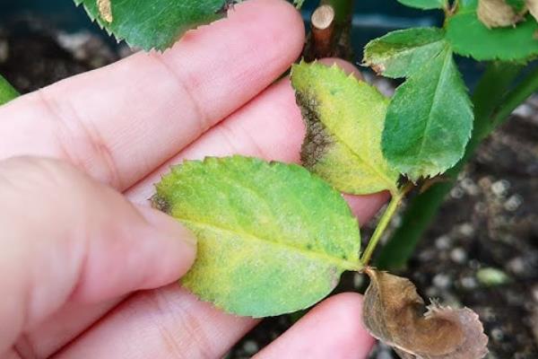 月季花叶子发黄是什么原因，可能是浇水不当或施肥错误等