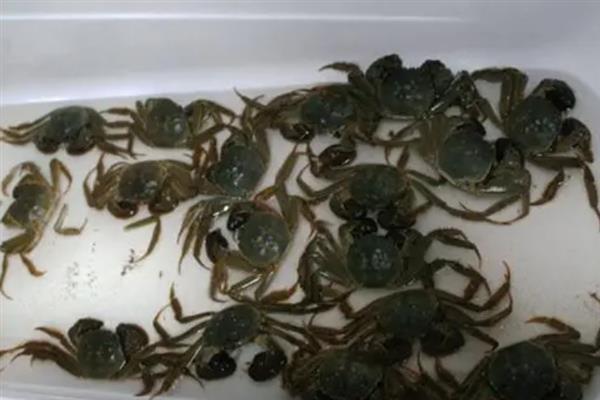 螃蟹在家里怎么养殖，可以用鱼缸养