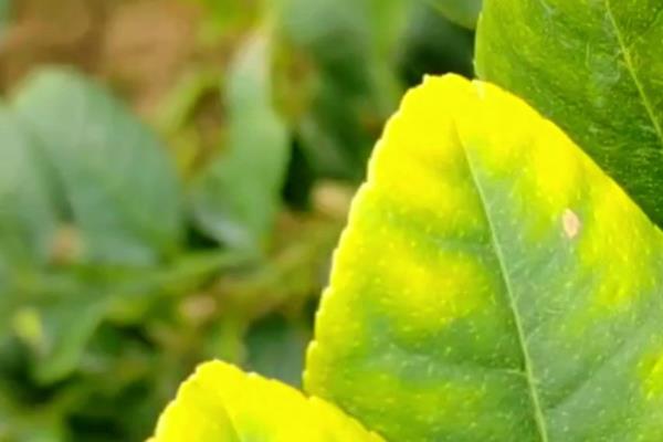 柠檬叶片发黄变卷的原因，受到强光照射、缺水、过量施肥均会导致