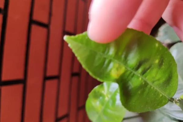 柠檬叶片发黄变卷的原因，受到强光照射、缺水、过量施肥均会导致