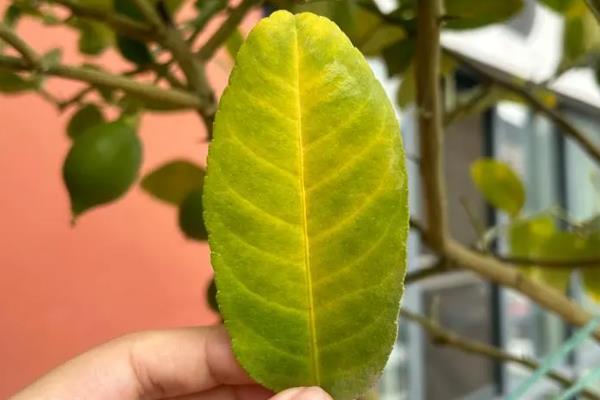 柠檬叶片发黄变卷的原因，受到强光照射、缺水、过量施肥均会导致