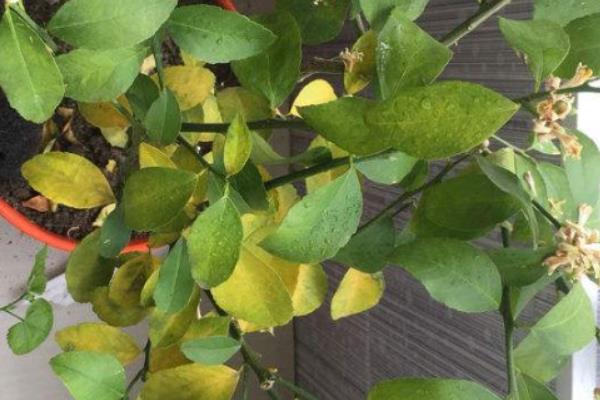 柠檬叶片发黄变卷的原因，受到强光照射、缺水、过量施肥均会导致
