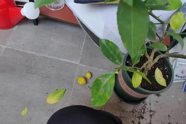 柠檬叶片发黄变卷的原因，受到强光照射、缺水、过量施肥均会导致