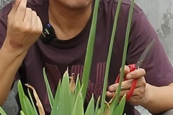 天鹅绒花有没有毒，不含毒素反而能净化空气