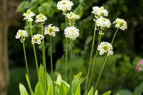天鹅绒花有没有毒，不含毒素反而能净化空气