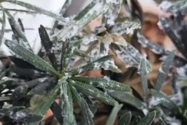 适合放在教室的绿植品种，常见的有橡皮树、银皇后等
