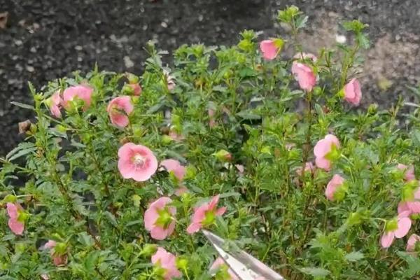 家里可以养木槿花吗，家里不适合养木槿花