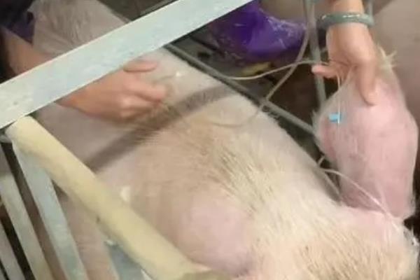 小猪吃母猪奶拉稀的原因，可能是奶水有问题