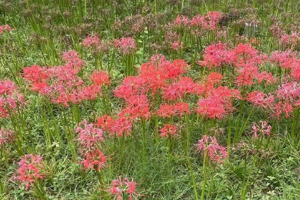 彼岸花叶片发黄如何处理，剪除黄叶可避免滋生病菌