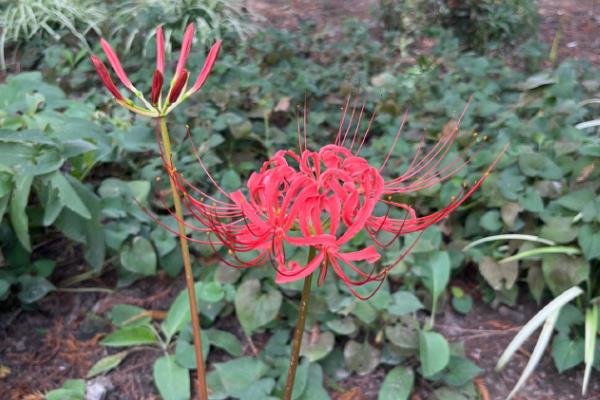 彼岸花叶片发黄如何处理，剪除黄叶可避免滋生病菌