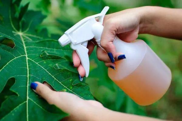 植物上的蚜虫如何防治，7-10天之间给植物喷1次药