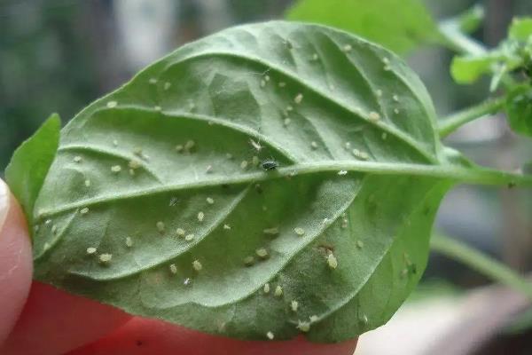 植物上的蚜虫如何防治，7-10天之间给植物喷1次药
