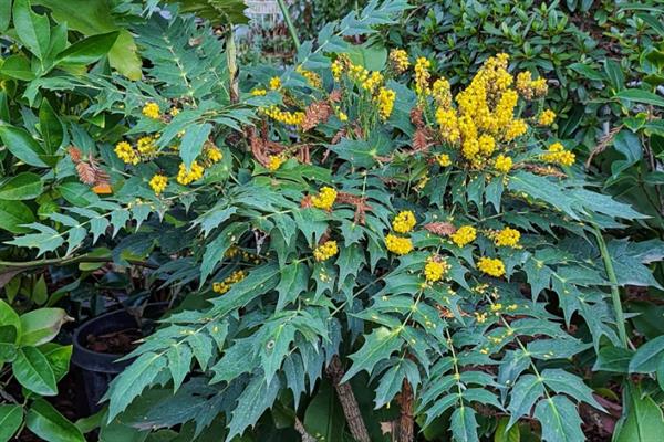 十大功劳的别称，别称为狭叶十大功劳、细叶十大功劳等