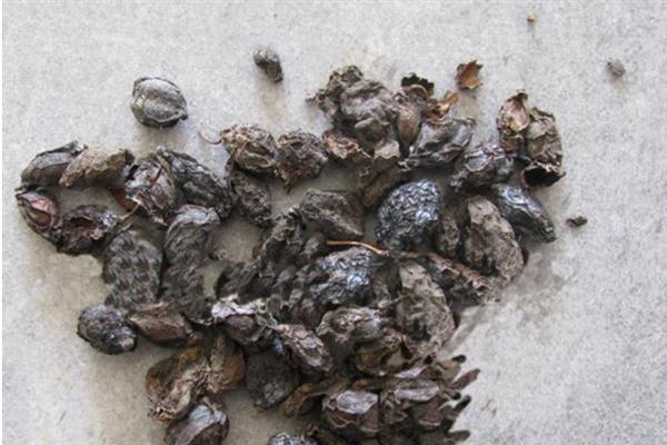 十大功劳的别称，别称为狭叶十大功劳、细叶十大功劳等