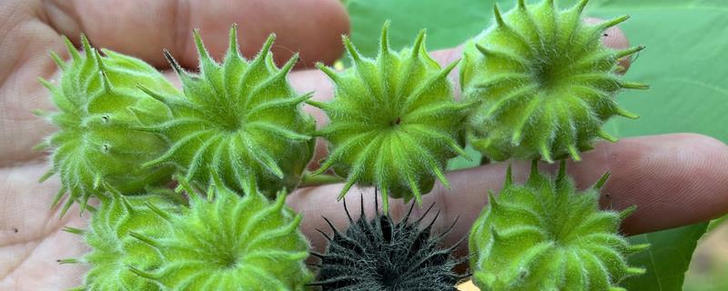 农村常见的野草，常见的有苘麻、艾草等