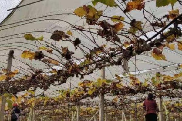 家庭种植的葡萄树怎么修剪，最好在冬季修剪