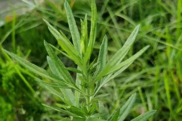 农村常见的野草，常见的有苘麻、艾草等