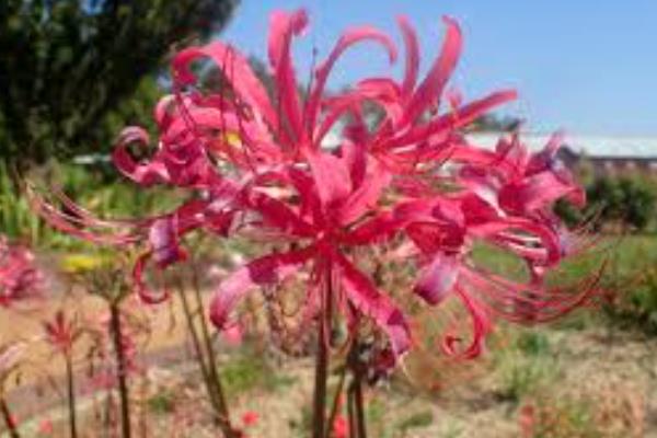玫瑰石蒜是彼岸花吗，玫瑰石蒜是彼岸花中的一种