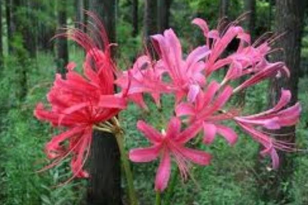 玫瑰石蒜是彼岸花吗，玫瑰石蒜是彼岸花中的一种