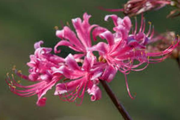 玫瑰石蒜是彼岸花吗，玫瑰石蒜是彼岸花中的一种