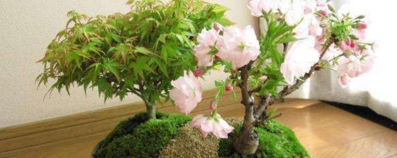 养樱花树的条件，必须要合理的进行浇水