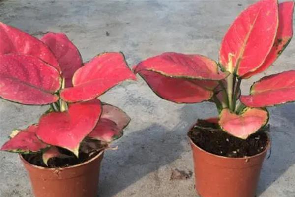 吉利红的养殖方法，养护时要为植株提供充足的光照