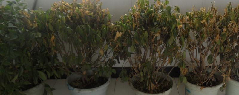 如何救活冻伤的植物，需要根据不同状况作出相应的措施