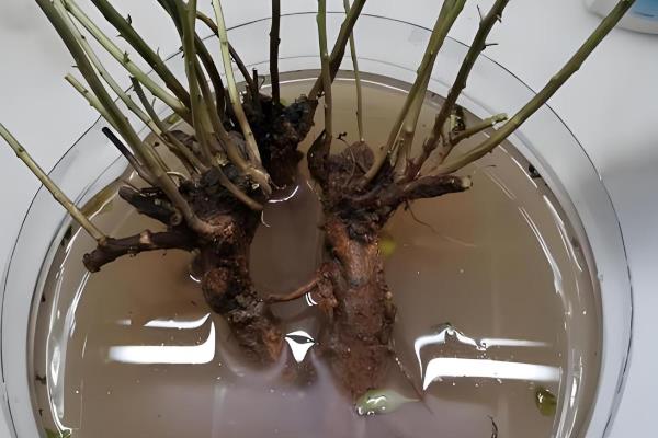 多菌灵的灌根方式，配比要根据农作物的品种来确定