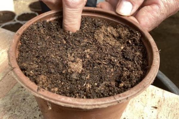 黄皮种子育苗方法，浸种催芽等它们露白后再播种