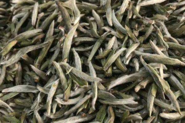 银毫白针的简介，是一种普洱茶