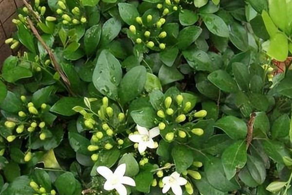 九里香如何养殖，养殖时应用排水性好的沙质土