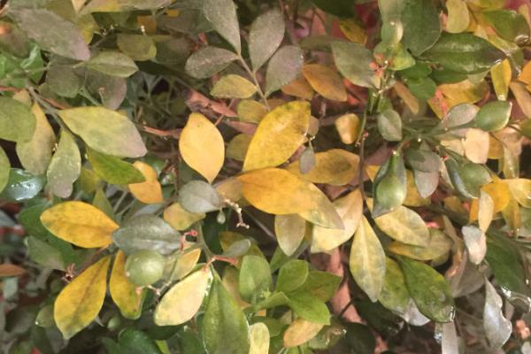 九里香如何养殖，养殖时应用排水性好的沙质土