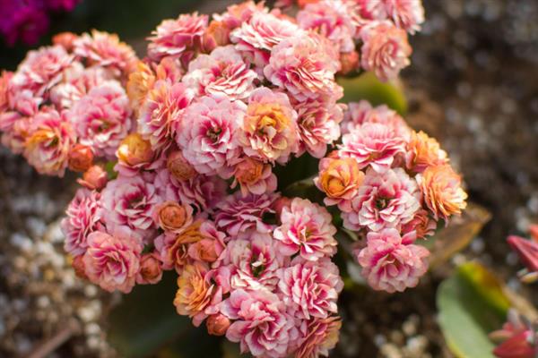 长寿花的开花时间，花期多为12月份至翌年4月份