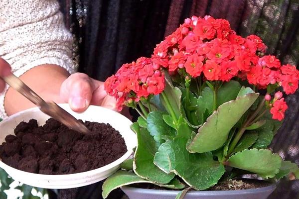 长寿花的开花时间，花期多为12月份至翌年4月份