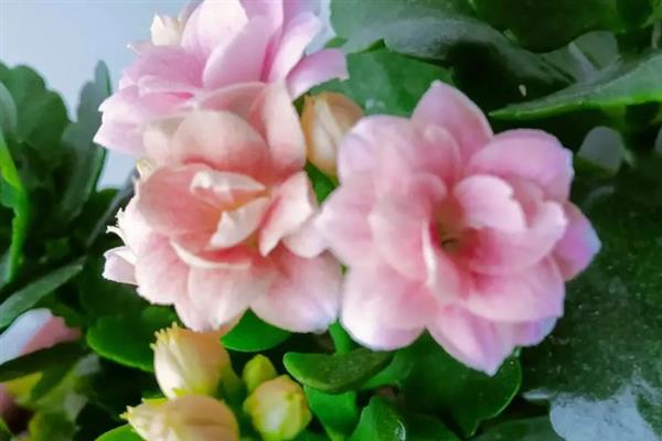 长寿花的开花时间，花期多为12月份至翌年4月份
