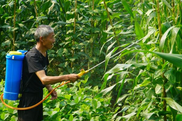 玉米打什么叶面肥可增产，通常喷施尿素和磷酸二氢钾