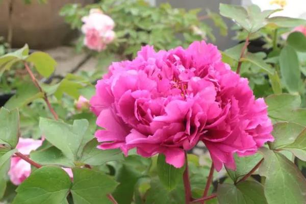 牡丹的修剪方法，可在开花后、入夏前、冬季修剪