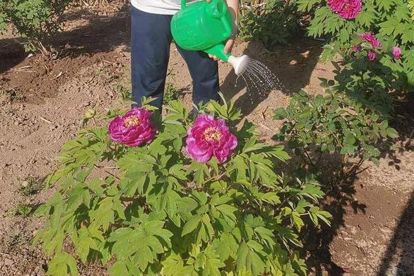 牡丹的修剪方法，可在开花后、入夏前、冬季修剪