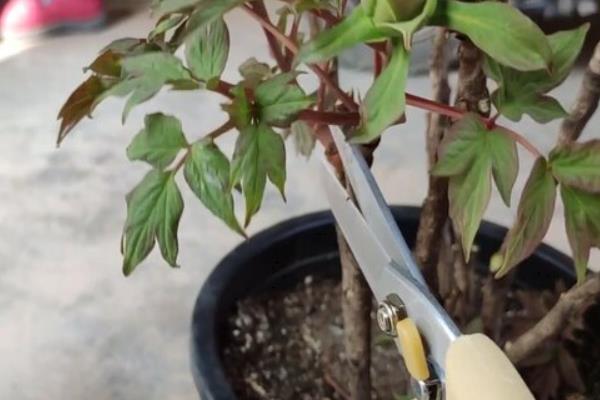 牡丹的修剪方法，可在开花后、入夏前、冬季修剪